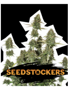 SeedStockers BCN Power...