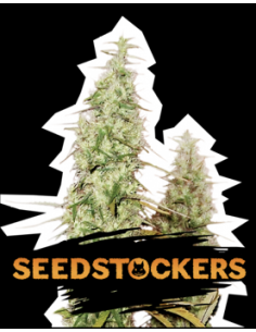 Seed Stockers Auto Santa...