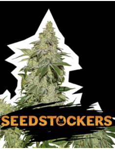 Seed Stockers Auto Sherbet (3)